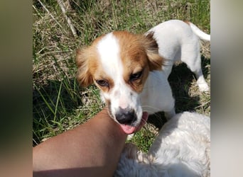 ILA - sanfte Seele sucht ihre Menschen