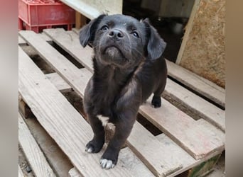 LORIS - Traumzuhause gesucht