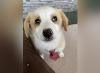 PERRY - kleiner Zuckerbub *reserviert*