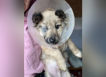 LUPIN - einäugiger Schatz sucht seine Menschen