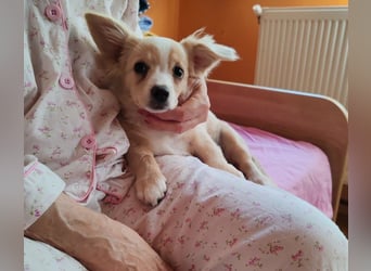 ZIZIE - liebevolles Hundekind