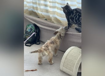 PEANUT - kleine Frohnatur sucht ihre Menschen