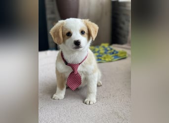 PERRY - kleiner Zuckerbub *reserviert*