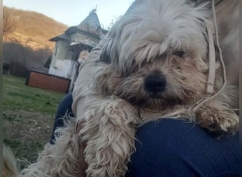 HAROO - liebevoller Zottel