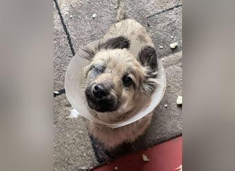 LUPIN - einäugiger Schatz sucht seine Menschen