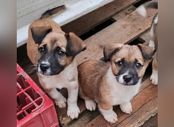 ZOLLY - Zuckerbub sucht seine Menschen