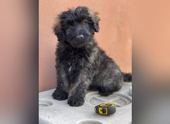 JAKE - süßer Zottel sucht seine Menschen *reserviert*