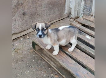 ZERINE - kleine Frohnatur *reserviert*