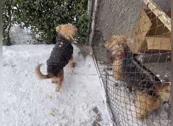 PIP - liebevolle Hundedame