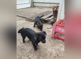 LEVON - darf er mit dir die Welt entdecken?