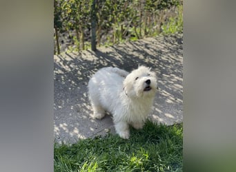 SNOWY - braucht ein eigenes Körbchen