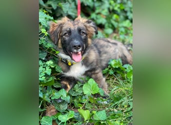 COOPER - verspielter Schatz