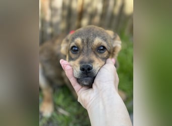 PETER - kleiner Herzensbrecher