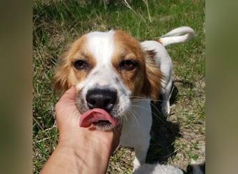 ILA - sanfte Seele sucht ihre Menschen