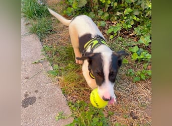 LEXY - kleiner Schatz