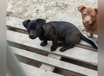 LILLA - schwarze Schönheit