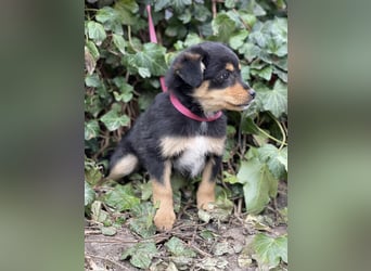 POLLY - kleine Herzensdame