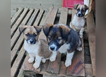 ZERINE - kleine Frohnatur *reserviert*