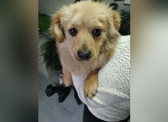 MICKY - sanfter Engel sucht seine Menschen