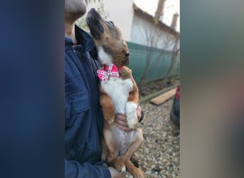 DORA - süßes Hundemädchen