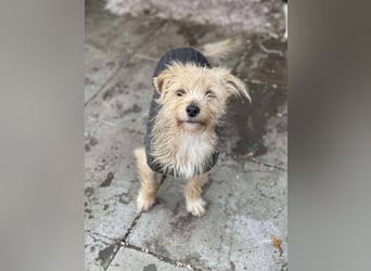 PIP - liebevolle Hundedame