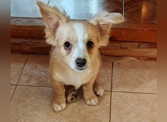 ZIZIE - liebevolles Hundekind