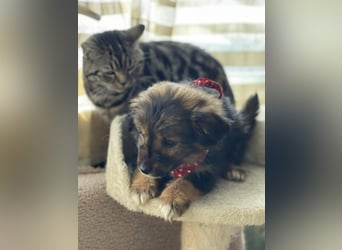 PENNY - kleine Zuckermaus