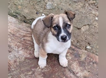 ZERINE - kleine Frohnatur *reserviert*