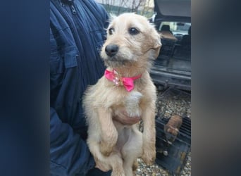 KARMA - kleines fröhliches Mädchen