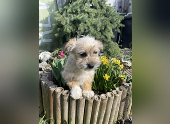 PEANUT - kleine Frohnatur sucht ihre Menschen