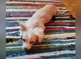 ZIZIE - liebevolles Hundekind