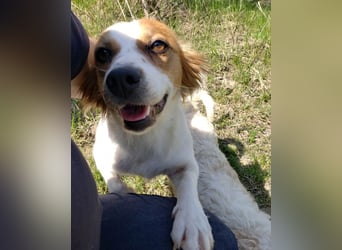 ILA - sanfte Seele sucht ihre Menschen