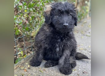 JAKE - süßer Zottel sucht seine Menschen *reserviert*