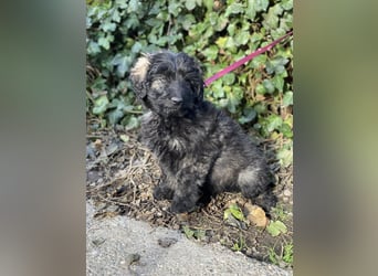 JAKE - süßer Zottel sucht seine Menschen *reserviert*