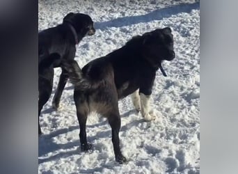 BONO - sucht sein Für-immer-Zuhause