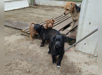 LEVON - darf er mit dir die Welt entdecken?