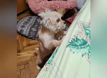 PIXEL - Traumzuhause gesucht