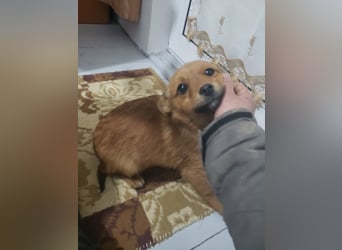 TOTO - kleine Frohnatur