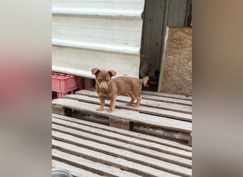 LEVON - darf er mit dir die Welt entdecken?