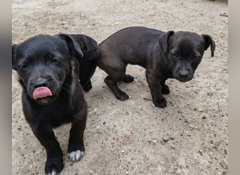 LORIS - Traumzuhause gesucht