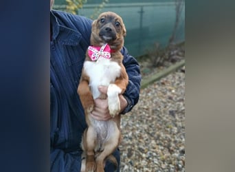 DORA - süßes Hundemädchen