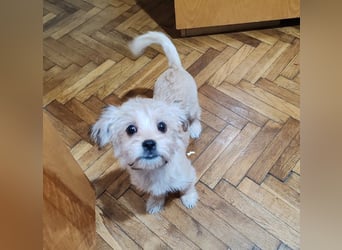 PIXEL - Traumzuhause gesucht