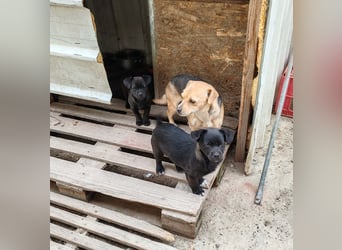 LILLA - schwarze Schönheit