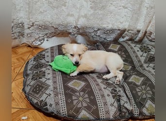 MAGGIE - kleine Hundedame