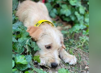 DAISY - verspieltes Hundemädchen