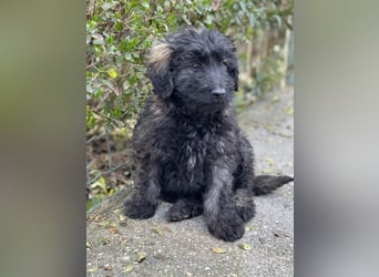 JAKE - süßer Zottel sucht seine Menschen *reserviert*