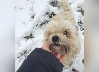 HAROO - liebevoller Zottel