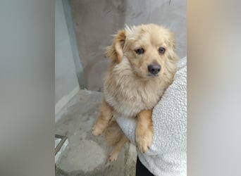 MICKY - sanfter Engel sucht seine Menschen