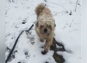 HAROO - liebevoller Zottel