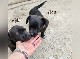 LILLA - schwarze Schönheit